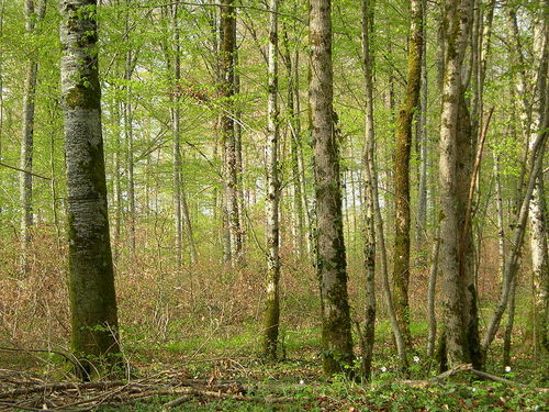 Photographie d'une forêt