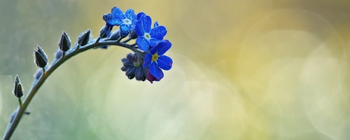 Photographie d'une fleur